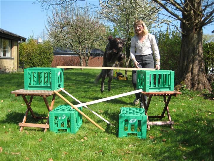 Kleiner münsterländer Spottie billede 14