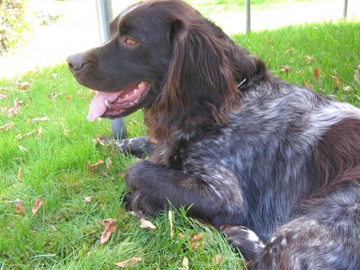 Kleiner münsterländer Spottie billede 18