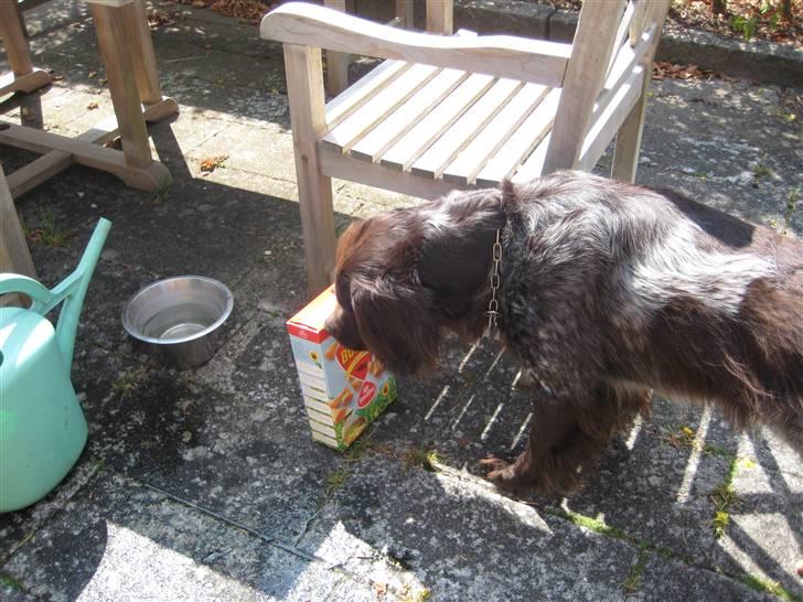 Kleiner münsterländer Spottie billede 19