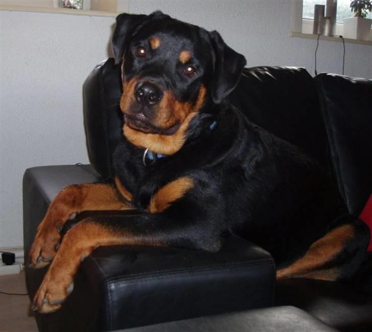 Rottweiler Leland de Sade-ness - Himmelhund - Mors smukke dreng billede 1