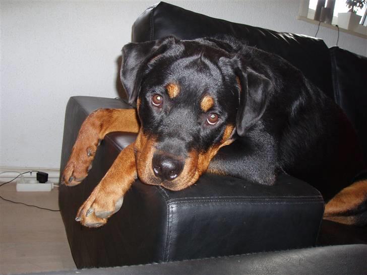 Rottweiler Leland de Sade-ness - Himmelhund - Er jeg ikke sød?? billede 6