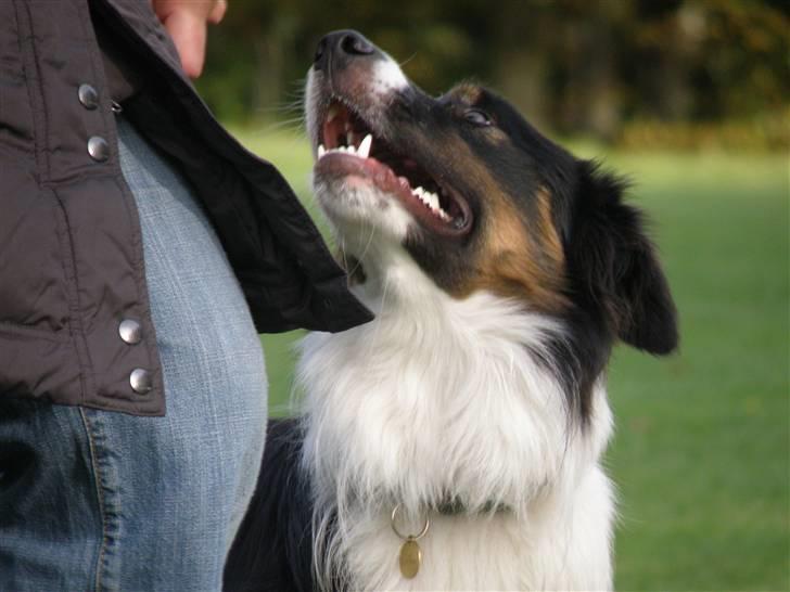 Border collie Mowgli - til træning billede 12