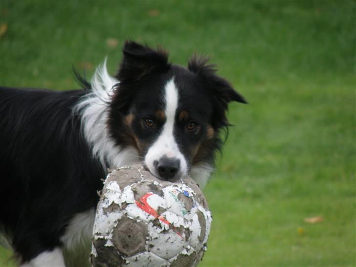 Border collie Mowgli billede 7