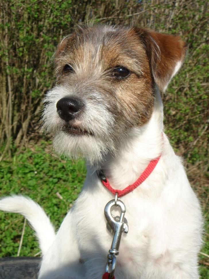 Parson russell terrier » Haldumlunds † Cassi † « - Velkommen til Cassis profil. Læg gerne en bedømmelse & en kommentar & så bedømmer vi tilbage:o) billede 1