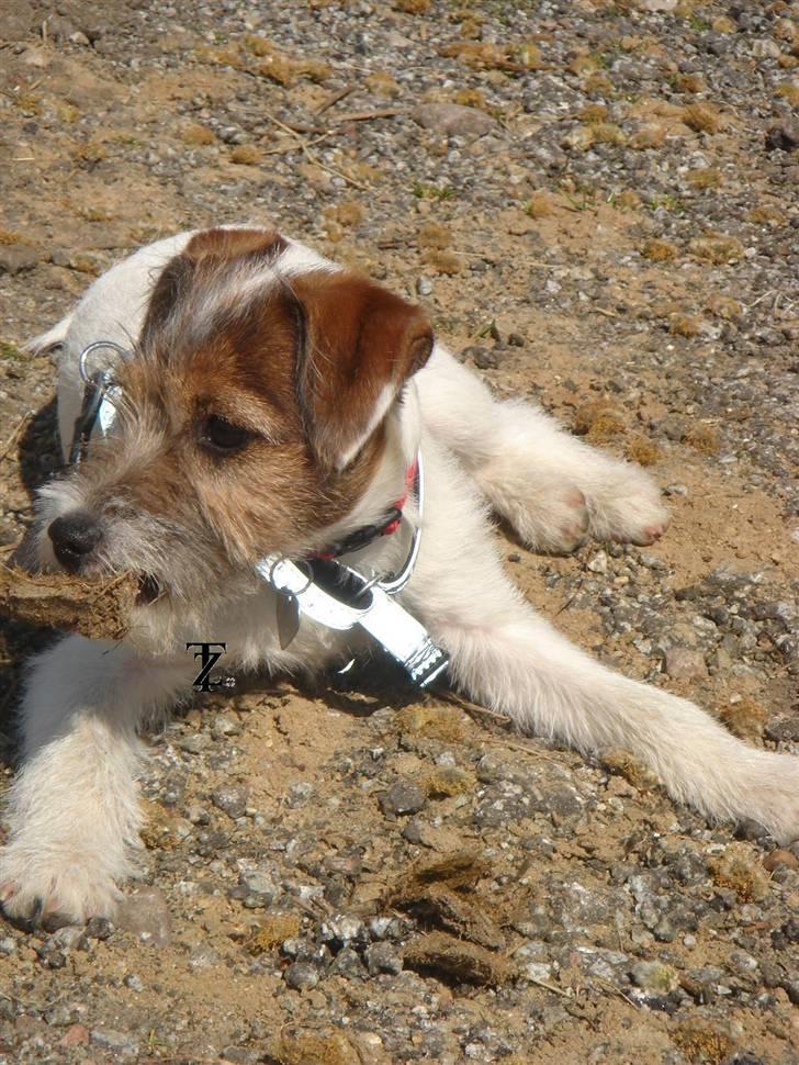 Parson russell terrier » Haldumlunds † Cassi † « billede 2