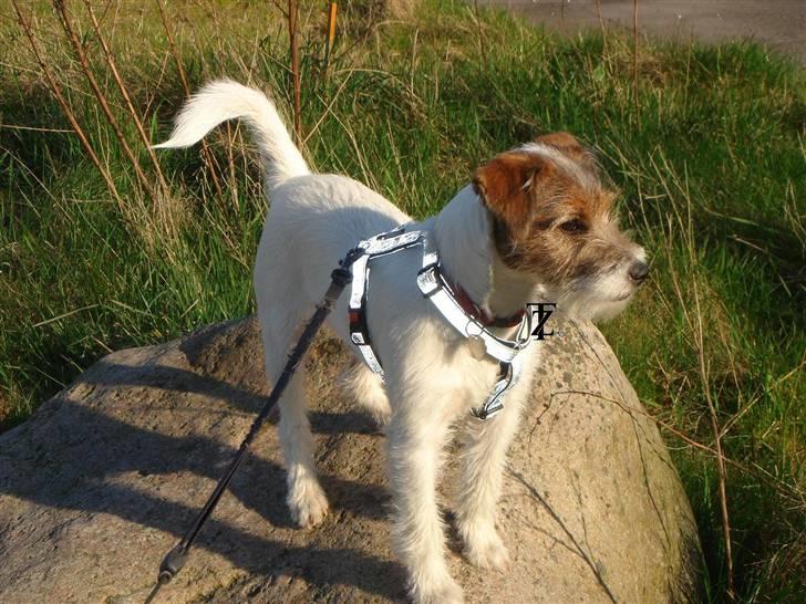 Parson russell terrier » Haldumlunds † Cassi † « billede 3