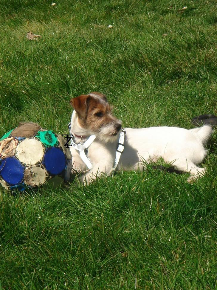 Parson russell terrier » Haldumlunds † Cassi † « billede 4