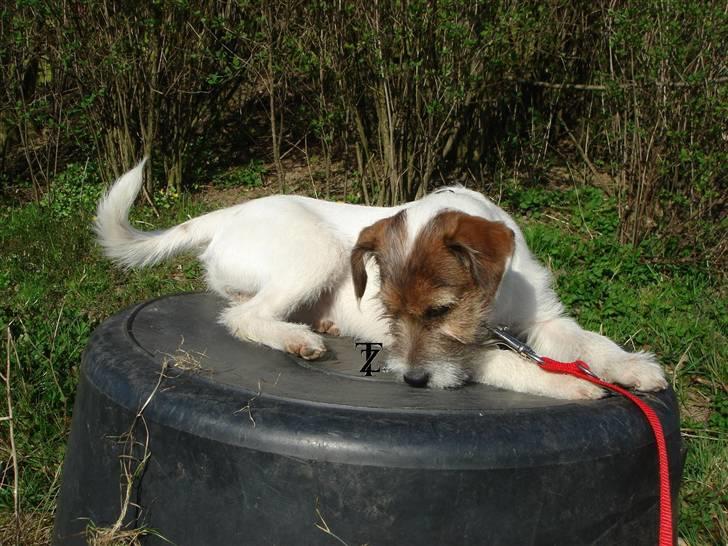Parson russell terrier » Haldumlunds † Cassi † « billede 5