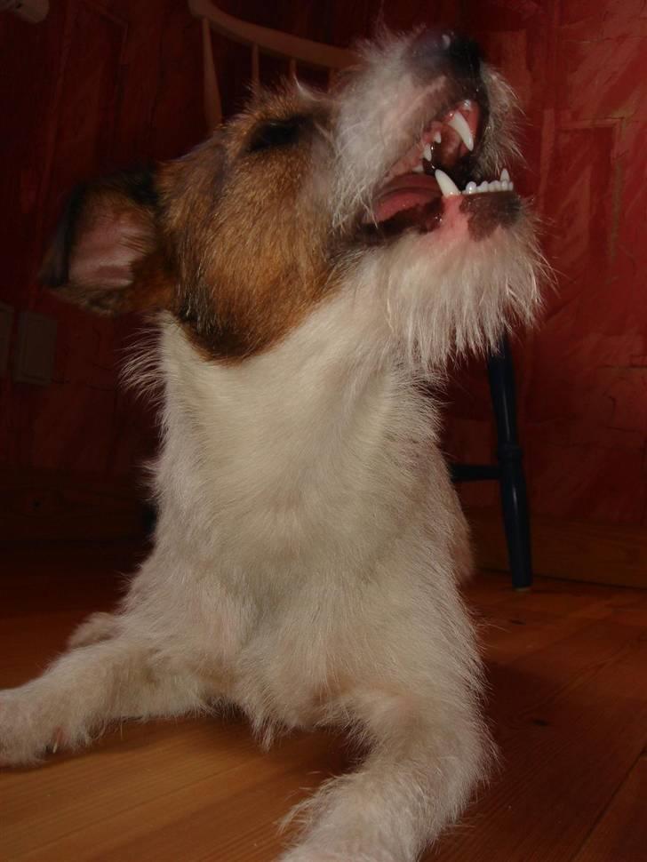 Parson russell terrier » Haldumlunds † Cassi † « - Hyyyyl , jeg er en ulve hund . *fnis * billede 6