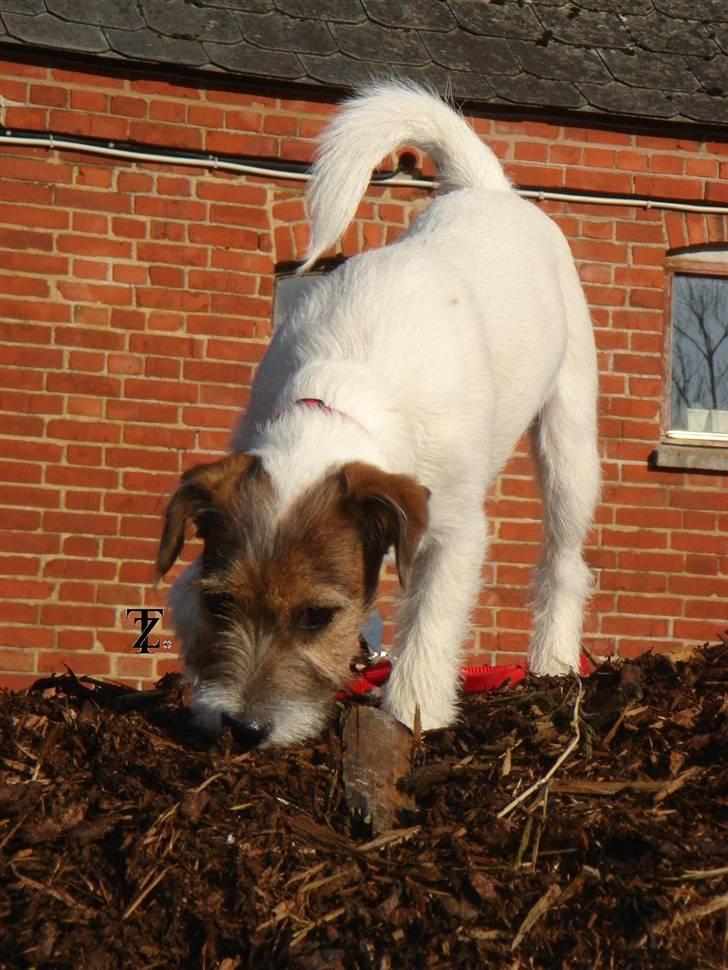 Parson russell terrier » Haldumlunds † Cassi † « billede 7