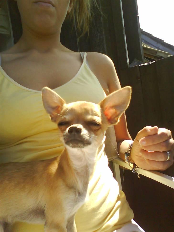 Chihuahua Rockey - Ahhh soool <3 billede 13