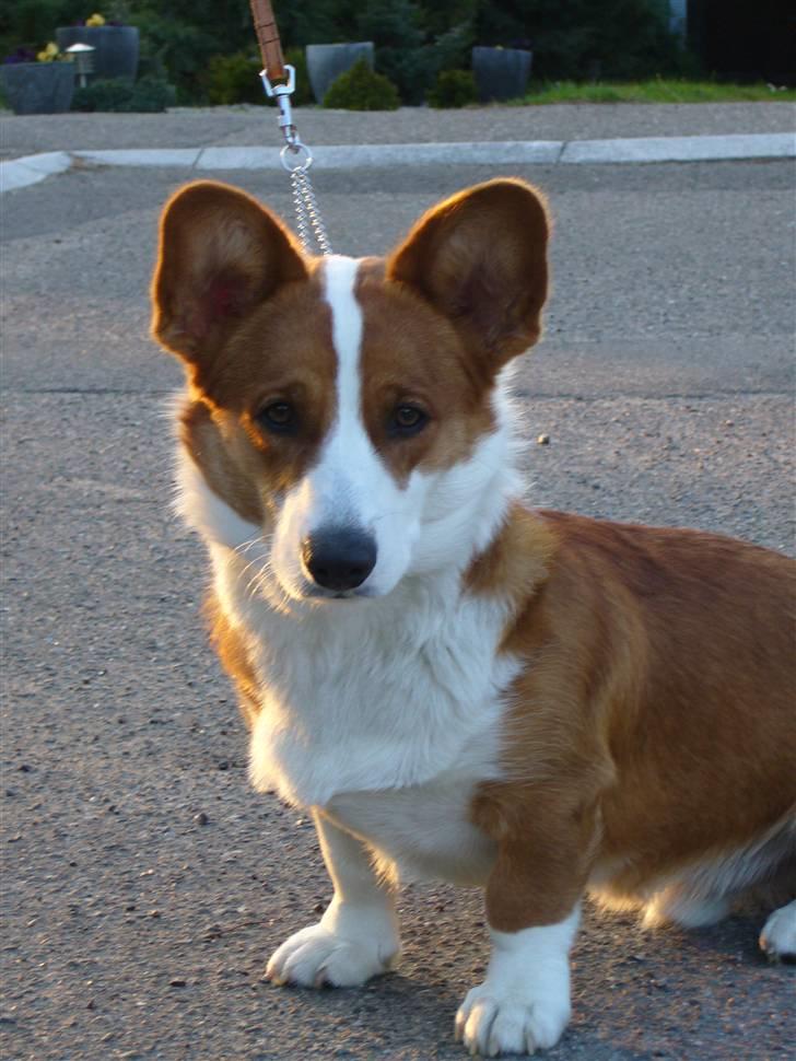 Welsh corgi cardigan Møller Kaas Bosco billede 1