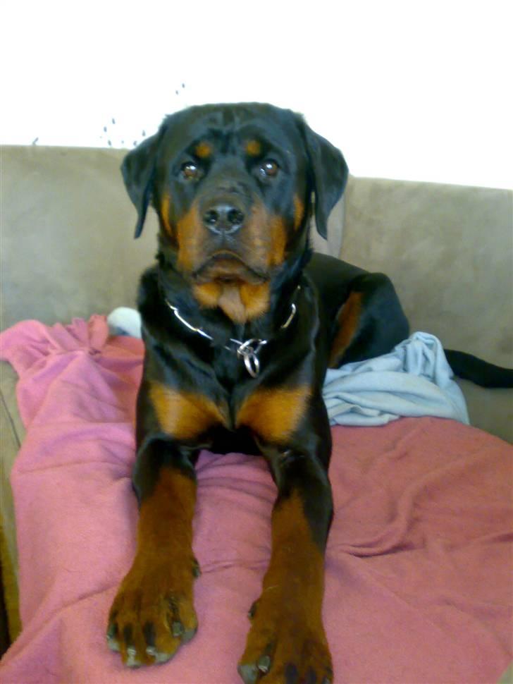 Rottweiler Vega - ligger og hygger i sofaen.. billede 1