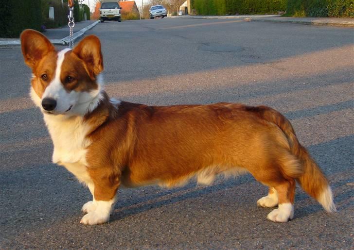 Welsh corgi cardigan Møller Kaas Bosco - Bosco er her 11 mdr. gammel. billede 2