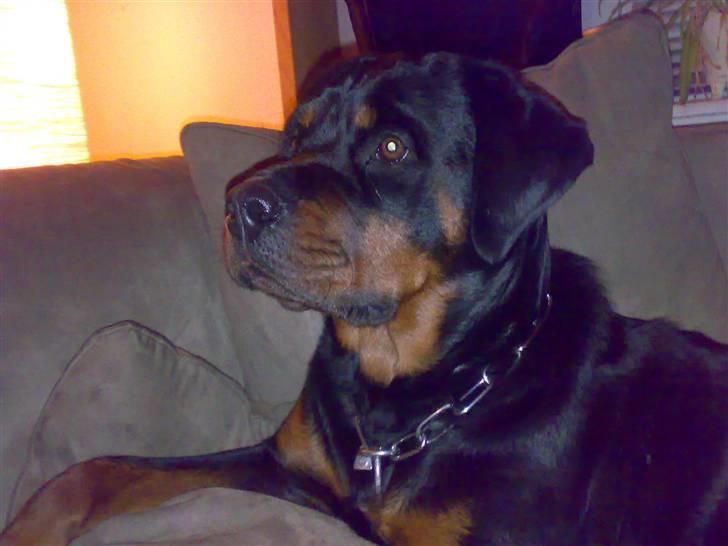 Rottweiler Vega - ved vinter tid...hygger igen på sofaen billede 2