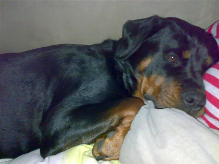 Rottweiler Vega - jeg ligger allerbedst hos min mor billede 3