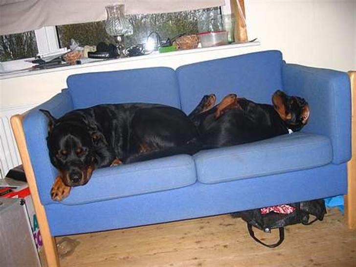 Rottweiler Vega - mig og min bror hygger i vores egen sofa.. billede 5