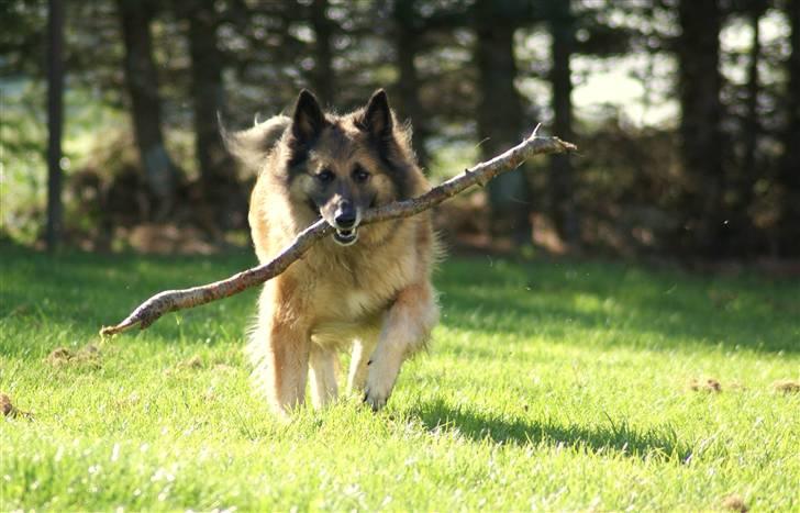 Tervueren Chika - Grr.. jeg fik pinden.....! billede 10