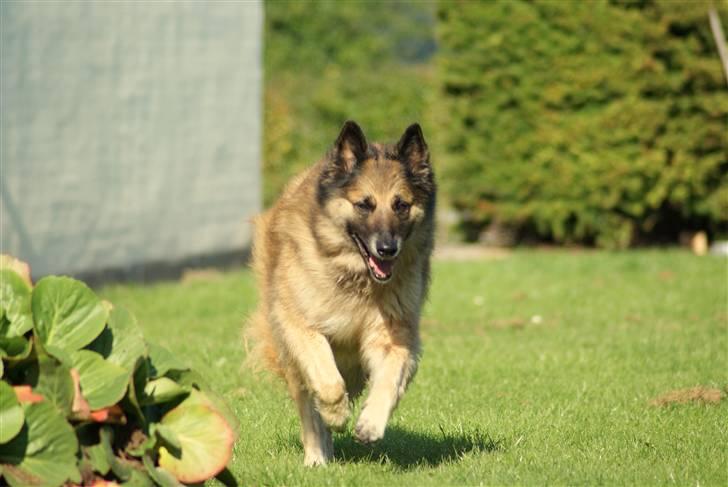 Tervueren Chika - Jeg elsker at løbe.. billede 11