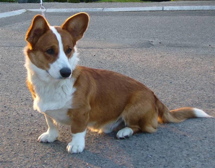 Welsh corgi cardigan Møller Kaas Bosco billede 3