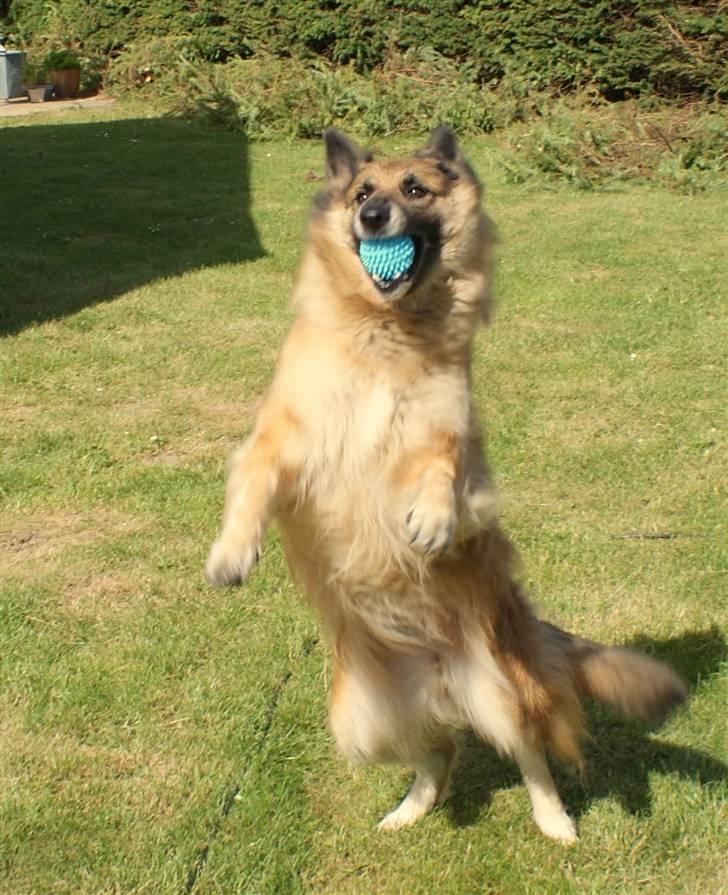 Tervueren Chika - Danser lige lidt med bolden i næbet... billede 12