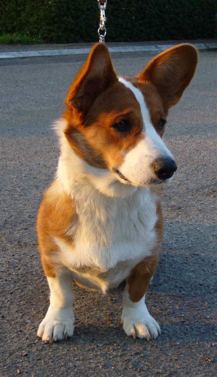 Welsh corgi cardigan Møller Kaas Bosco billede 4