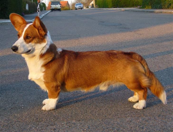 Welsh corgi cardigan Møller Kaas Bosco billede 5