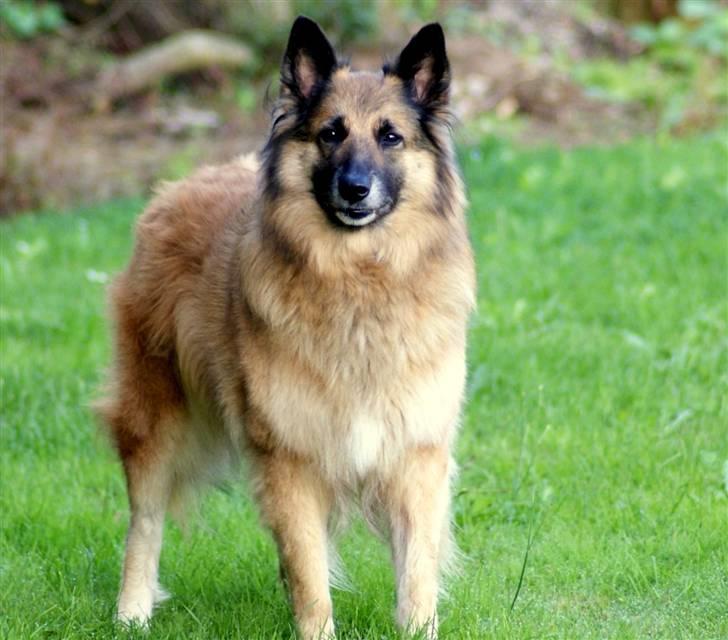 Tervueren Chika - Det er meget man skal stå model til efterhånden...... billede 13