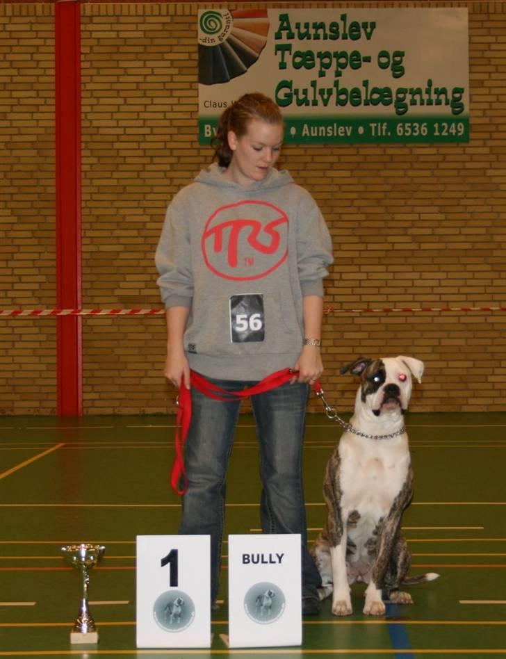 Amerikansk bulldog Matheos Raya billede 20