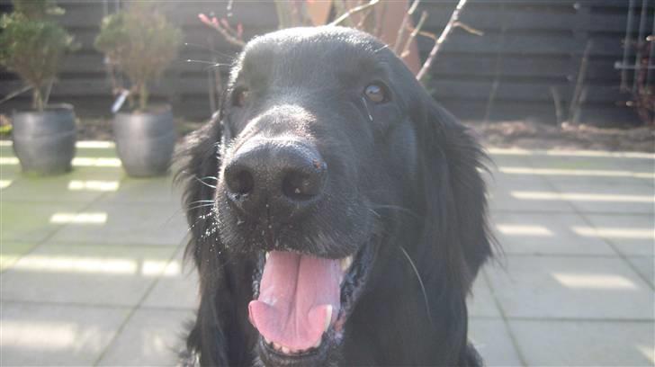 Flat coated retriever Robin - Foråret er jo så dejligt! <3 billede 18