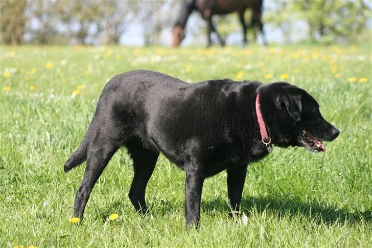 Labrador retriever Sofus R.I.P - © Loús Foto NYT ! billede 15