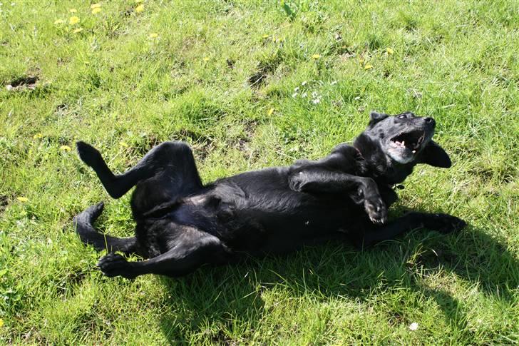 Labrador retriever Sofus R.I.P - sofus laver tossestrejer :) © Loús Foto NYT ! billede 16