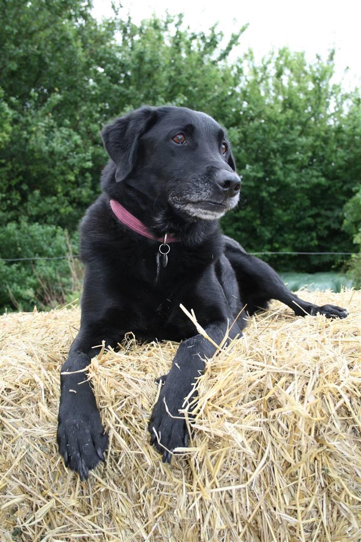 Labrador retriever Sofus R.I.P - Sofus på en Bigballe (120cm høj) han sprng selv derop :) © Loús Foto NYT ! billede 17