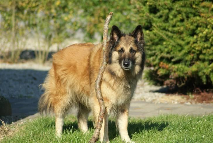 Tervueren Chika - Her står jeg med min stok! billede 14