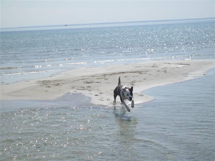 Amerikansk bulldog Nala - ved stranden den 4 maj billede 14