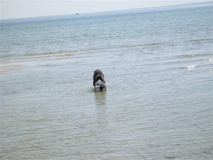 Amerikansk bulldog Nala - dykker billede 15