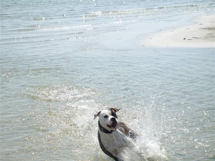 Amerikansk bulldog Nala - løber stærkt billede 16
