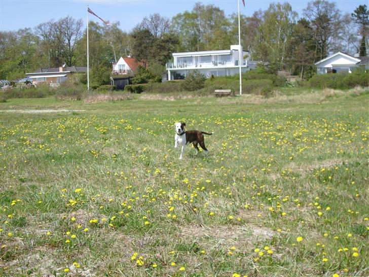 Amerikansk bulldog Nala billede 17