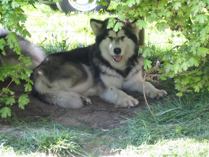 Alaskan malamute Ayrin - Så har Ayrin fundet sin plads i skyggen... billede 6