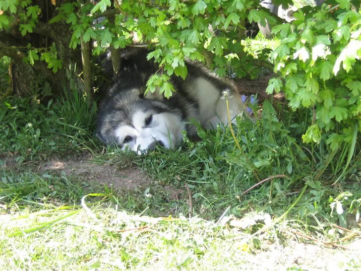 Alaskan malamute Bowie - ahhh... SKYGGE! billede 13