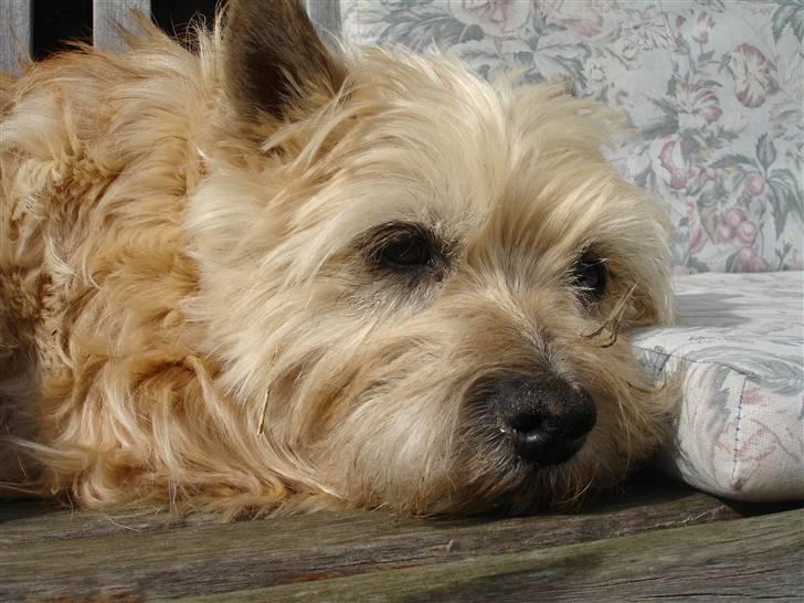 Cairn terrier Rila - Så er man træt.. billede 5