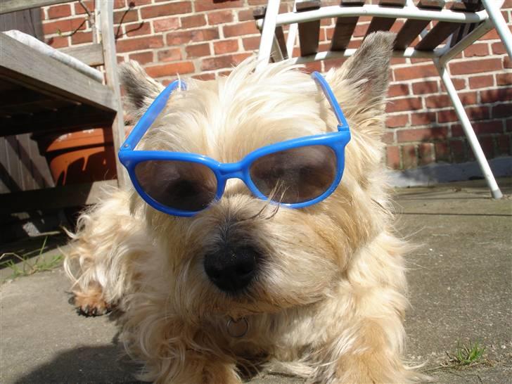 Cairn terrier Rila - Hvis solen brænder dine øjne, brug solbriller! hehe :D billede 6