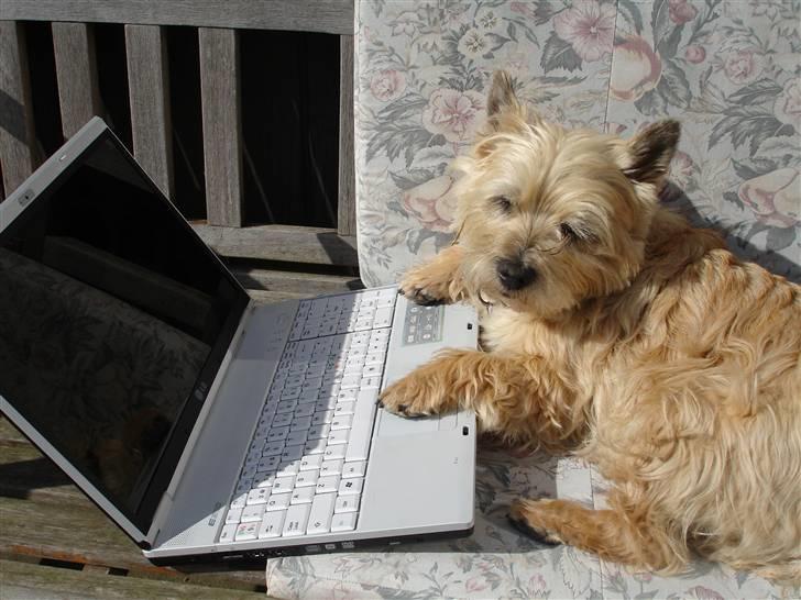 Cairn terrier Rila - Vi surfer lige lidt på nettet... billede 7