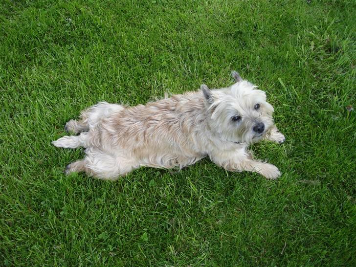 Cairn terrier Rila billede 8