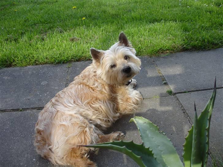 Cairn terrier Rila - Snakker du til mig?? billede 9