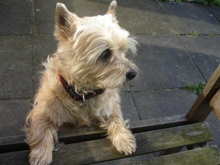 Cairn terrier Rila - Må jeg godt komme her op og ligge?? billede 10