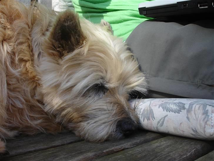 Cairn terrier Rila - Så fik man lov at ligge ved siden af store søster :D hehe billede 11