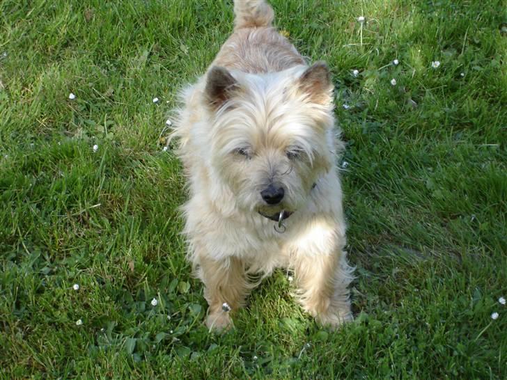 Cairn terrier Rila - hva er dog det?? billede 12