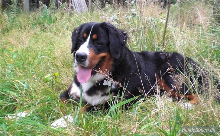 Berner sennenhund balou billede 1