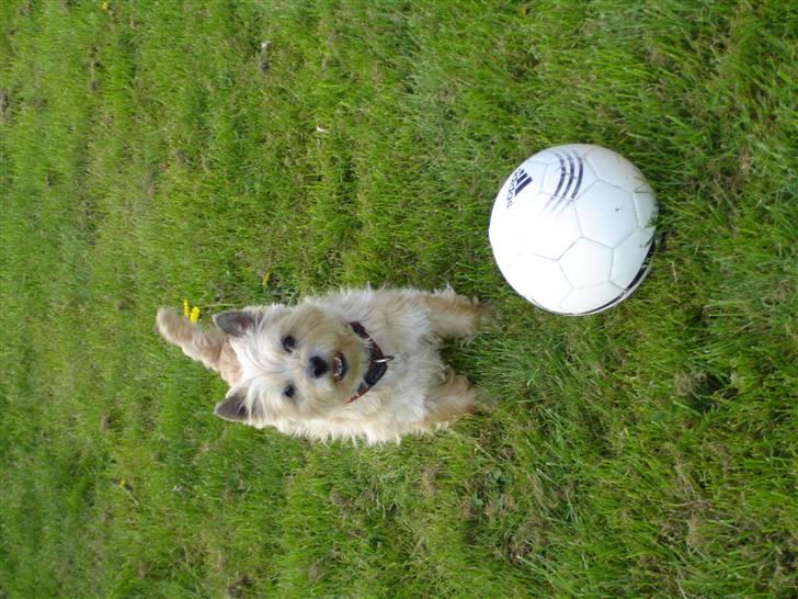 Cairn terrier Rila - skal vi ikke nok plz. spille fodbold? billede 13